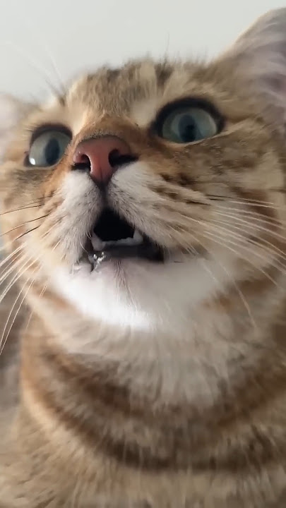 kitten meowing to attract cats