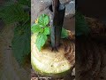 #blacksmithing proses penyepuhan alat tombak kelapa sawit #medievalblacksmith