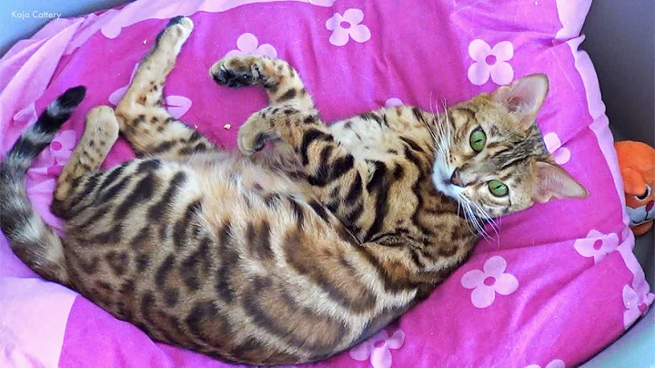Video 1593301: bengal cat kitten, pregnant bengal cat
