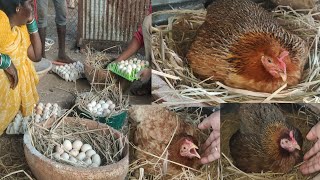 murgi ko January me ando par kaise bithaye | मुर्गी को अंडों पर बिठाने का सही तरीका #poultry