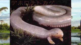 画像 面白い生き物 変な生き物 集めてみた Youtube