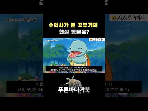 수의사가 본 꼬부기의 현실 동물은? #포켓몬스터 #포켓몬 #꼬부기