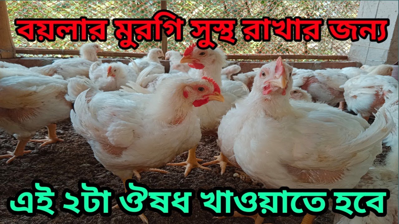 বয়লার মুরগি সুস্থ রাখার জন্য এই টা ঔষধ খাওয়াতে হবে | খামারী | SK Hasan Agro 