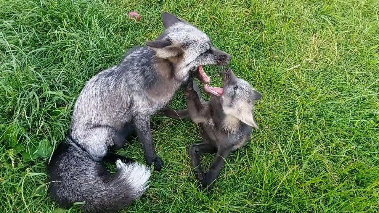 Лисьи забавы после жары - YouTube