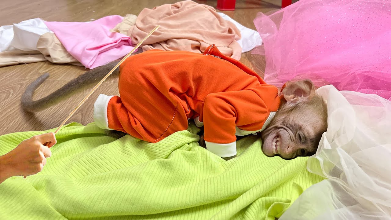 Mom punished Annie the monkey for being naughty in the sewing room