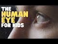 The human eye for kids  learn why and how eyes allow us to see
