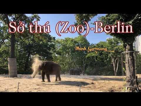 Video: Hướng dẫn đến Tiergarten Berlin