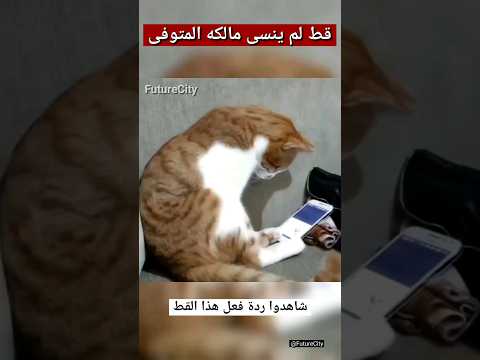 فيديو: ما القط هو سلك الهاتف؟