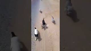 running away from dogs أهرب الطاهر خي