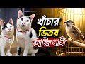 খাচার ভেতর অচিন পাখি 🤧|Cat Funny Video 📸#animallife #pets 