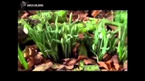 من سورة يوسف _ جاسم الريّا الظفيري