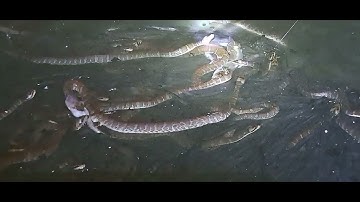 rắn ri cá ăn mồi sống ehêt ban đêm trại rắn năm tìm đt0355783381