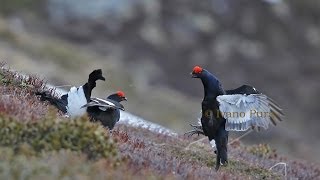 CACCIANDO  Il Setter Inglese a Galli Forcelli  Black Grouse and English Setter