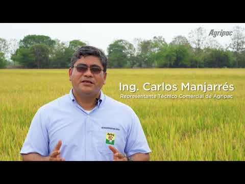 Video: ¿Qué es el añublo del arroz? Consejos para reconocer y prevenir el hongo del añublo del arroz