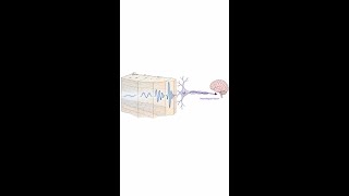 The Elephant Seismic Transducer