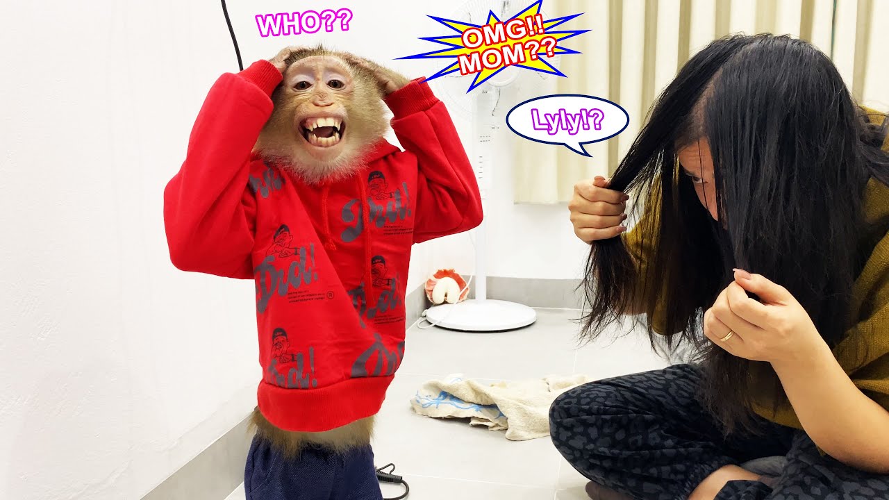 Кто ты??? Обезьянка Лили приняла свою мать за незнакомку и, растерянная, ушла.