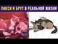 Приколы с собаками. Пикси и Брут В РЕАЛЬНОЙ ЖИЗНИ | Мемозг #296