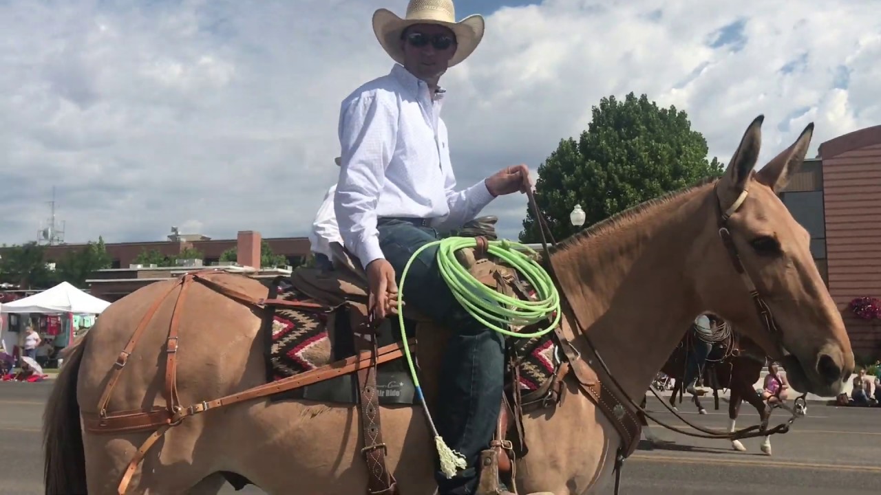 jack clark mule sale