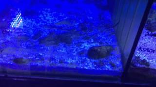 This maybe why your snails die? Mantis shrimp