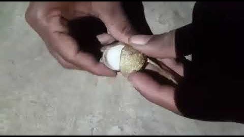 N.M (Nagmani) available original real Nagmani all test flower testing call me 9850478643 Ruby Roy