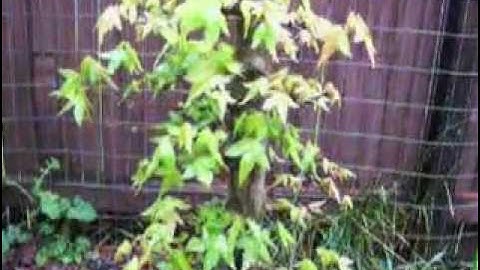 Trident Maple Bonsai Starter part 2