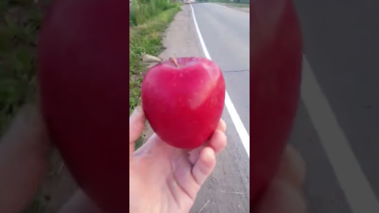 очень вкусный сорт яблок