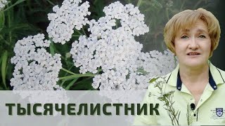 картинка: Кровь и раны