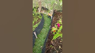 Sân vườn nên trồng giống cỏ gì? #sanvuon  #hocakoi #caycanh  #colagung #conhungnhat #colagungthai