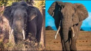 भारतीय और अफ्रीकी हाथी में अंतर / Asian and African elephant diff. | #shorts #elephant #short #facts