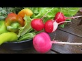 Tips for Growing Radishes not Leaves: Fertilizing, Planting, Spacing, Thinning, Soil & Maturity