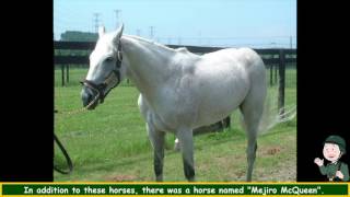 Mejiro McQueen's (Japanese Thoroughbred) Pedigree mainly Blandford  with Winning Post 6 PK