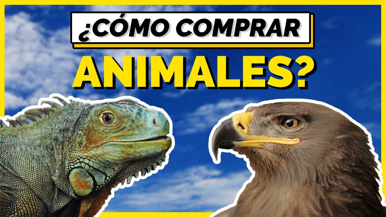 ¿CÓMO comprar animales EXÓTICOS de forma legal en MÉXICO? | ¿QUÉ es la