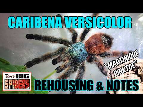 Caribena versicolor "Martinique Pinktoe" Rehouse and Update