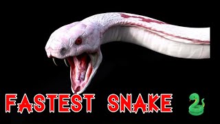 Fastest snake in the world| Top fastest snake in the world | Sidewinder  Fastest Snake In The World by Parmita Dey Dutta 93 views 2 years ago 4 minutes, 47 seconds