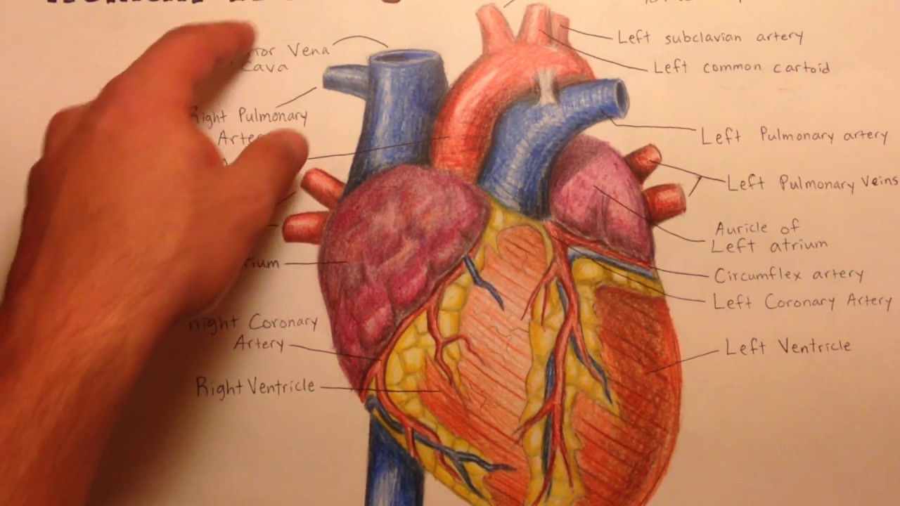 Difference Between Arteries and Veins - YouTube