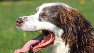 Exploring the Natural Curiosity of the Brittany Dog