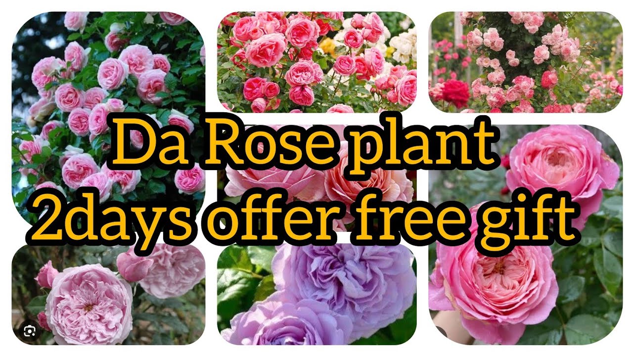 DA ROSE PLANT 2DAYS OFFER Da29,Da33,Da30,Da43,Da42
