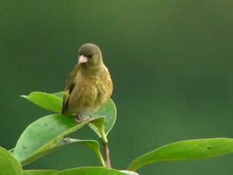 カワラヒワのさえずり