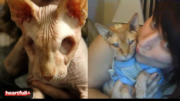 Video 5862981: hairless cat, beautiful hairless
