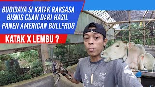 Download Lagu Budidaya Katak Lembu ( Bullfrog) BISNIS INI BISA DAPAT OMSET JUTAAN RUPIAH ?!! MP3
