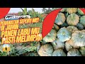 Cara melakukan perawatan labu kuning ‼️ dari awal tanam sampai panen agar hasil panen melimpah