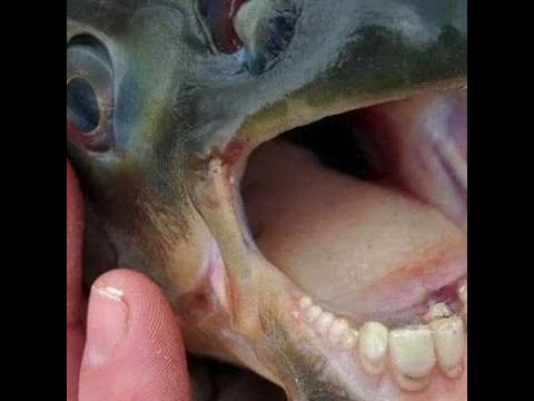 Fish with human teeth found in New Jersey 