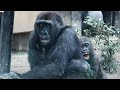 気の強さは兄以上⁉︎ 追跡者キンタロウ⭐️ゴリラ Gorilla【京都市動物園】Kintaro pursues his brother and continues to fight.