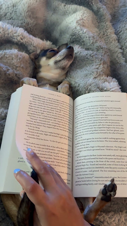 Owner Uses Their Sleeping Chihuahua as Book Table - 1496931