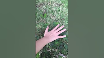 Xem cây Xấu Hổ xấu hổ như nào #xuhuongyoutube