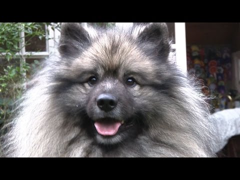 Vídeo: Raça De Gos Keeshond Hipoalergènic, De Salut I De Vida