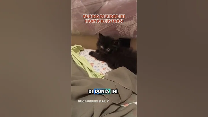 Watch the video about Kucing Ras Abyssinian #cat @kucingkuikidaily5122