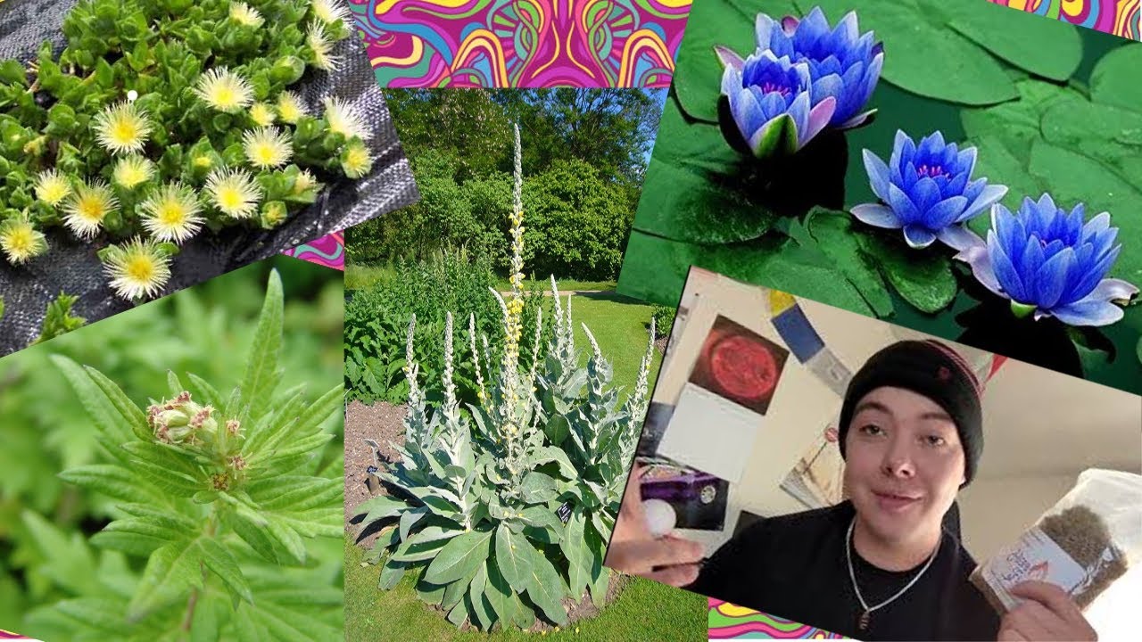 Testing 5 Legal Highs!! Review of  Damiana, Mugwort, Kanna, Blue Lotus Flower, and Mullein Leaf