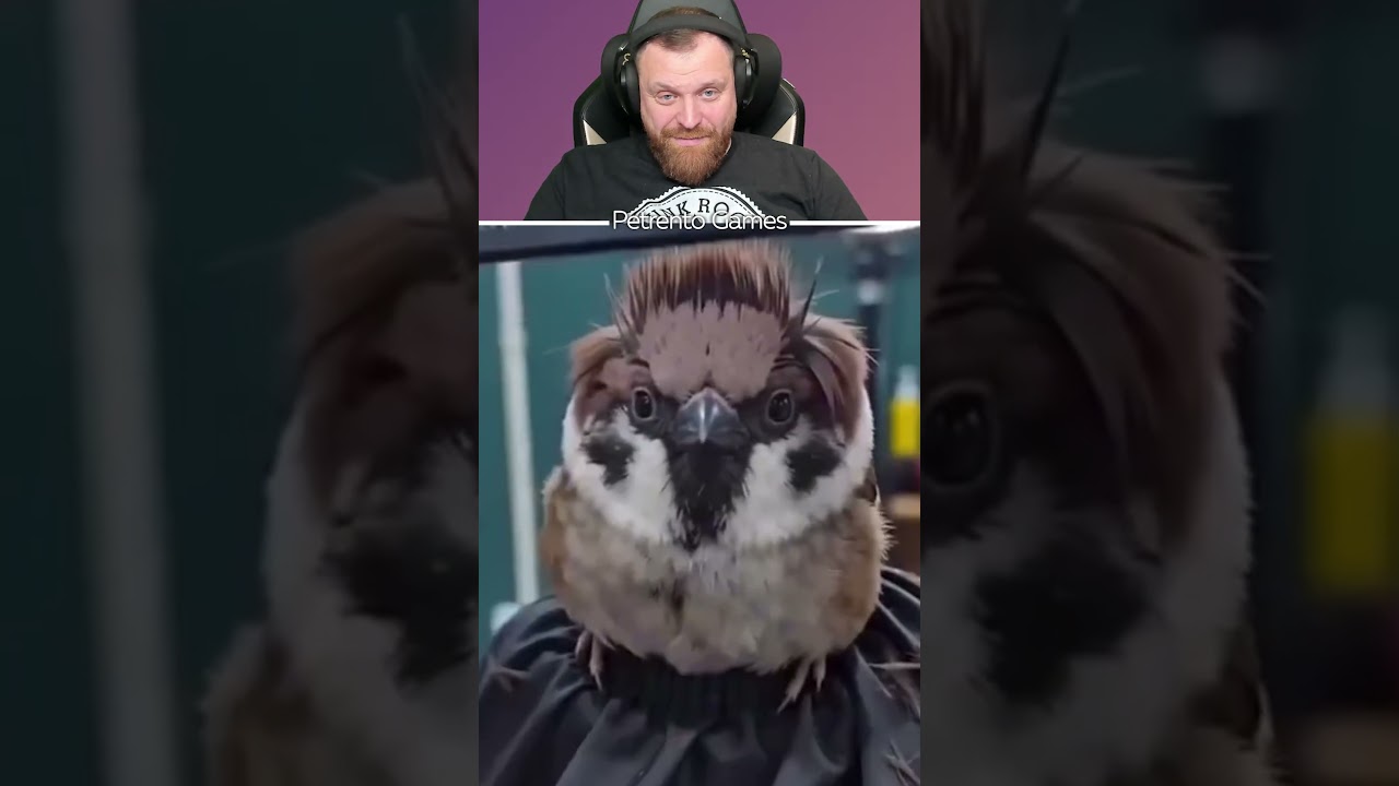 Петренто стрижка #петренто #petrento #реакция #прикол #приколы #мем #мемы #юмор #смех #memes #funny