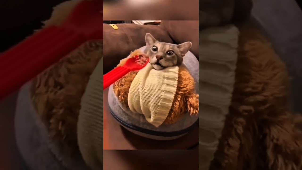 Этот кот никогда не пропускает время еды 😂🐱 